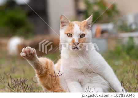 Grooming cat, brown-white cat Grooming cat, brown-white cat 107889346