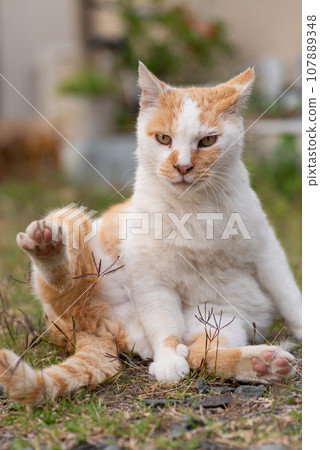 Grooming cat, brown-white cat Grooming cat, brown-white cat 107889348