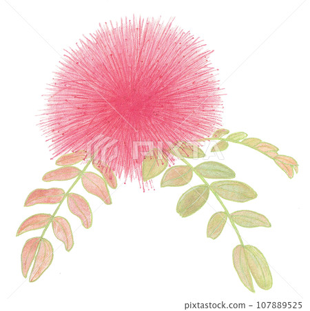 像煙火一樣的花的插圖 像煙火一樣的花的插圖 107889525