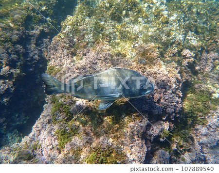 Sparkling black sea bream Sparkling black sea bream 107889540