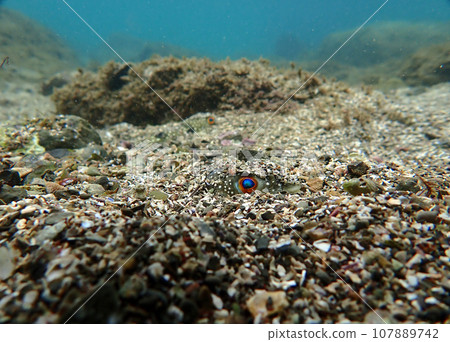 Pufferfish eyes Pufferfish eyes 107889742