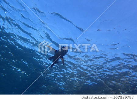 Black sea bream descending Black sea bream descending 107889793