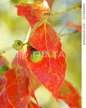 秋葉雜色的樟樹的葉子和藍色的果實（樟樹葉和果實的特寫） 107889844
