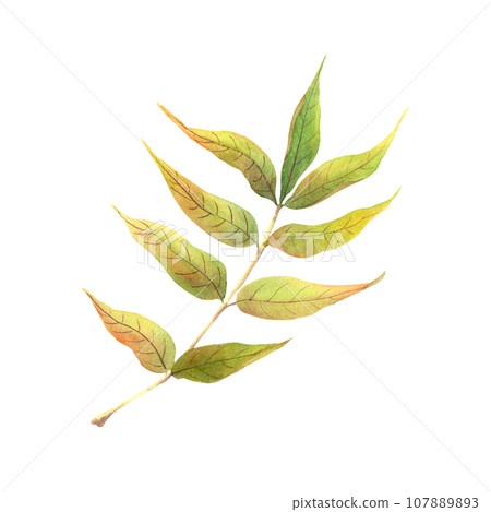 Autumn leaf. Watercolor illustration isolated on white 107889893