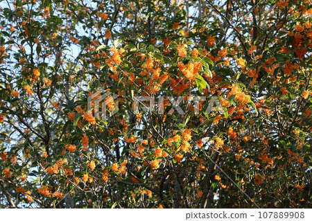 Kinmokusei 107889908