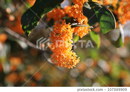 Kinmokusei Kinmokusei 107889909