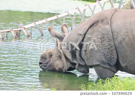 印度戒指 印度戒指 107890029