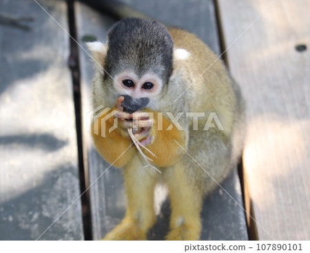 Scene of a squirrel monkey holding a branch in its mouth 1 Scene of a squirrel monkey holding a branch in its mouth 1 107890101