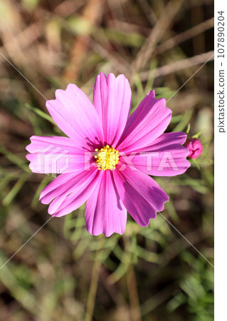 宇宙 宇宙 107890204