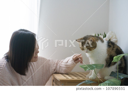 cat care concept with scottish tabby cat during play with owner finger 107890331
