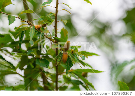 [秋季素材]生長在樹上的櫟樹橡實[長野縣] 107890367