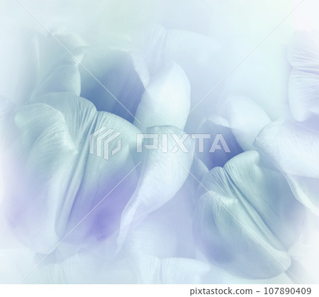 Blue  tulips.  Floral  background.  Closeup. Nature.       107890409