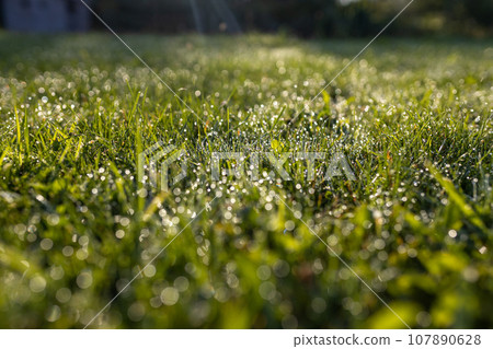 Dew drops on fresh spring grass on a morning, banner with copy space. High quality photo 107890628