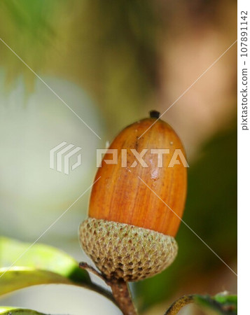 Close-up of a colored acorn with its cap (acorn with brown cupule of Quercus serrata) 107891142