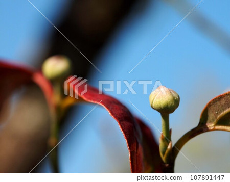 White flower buds on the branches of a dogwood tree against the blue sky (close-up of winter buds of a flowering dogwood tree bathed in the morning sun) White flower buds on the branches of a dogwood tree against the blue sky (close-up of winter buds of a flowering dogwood tree bathed in the morning sun) 107891447