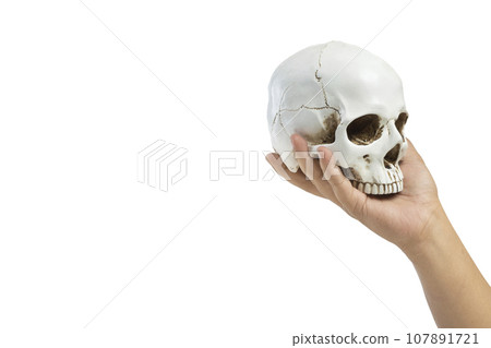 Hand holding human head skull Hand holding human head skull 107891721