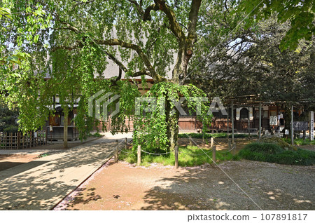 群馬縣館林市森林寺曹洞禪文福茶釜寺 107891817
