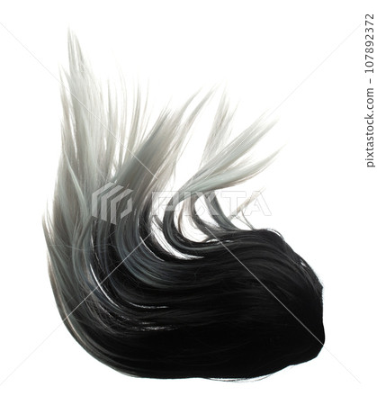 Two tone Wig hair style fly fall explosion. White Black woman wig hair float in mid air. Two tone wig hair extension wind blow cloud throw. White background isolated high speed freeze motion Two tone Wig hair style fly fall explosion. White Black woman wig hair float in mid air. Two tone wig hair extension wind blow cloud throw. White background isolated high speed freeze motion 107892372