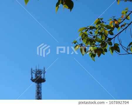 Enoki trees bathed in the autumn sunlight (Enoki trees with fruit, blue sky, and radio tower) Enoki trees bathed in the autumn sunlight (Enoki trees with fruit, blue sky, and radio tower) 107892704