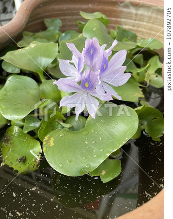 Flowers floating on water Flowers floating on water 107892705