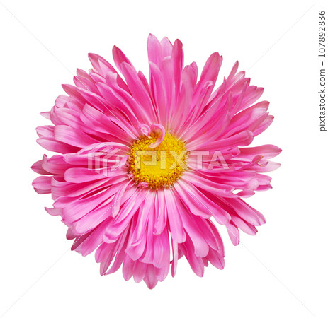 Pink aster flower isolated Pink aster flower isolated 107892836