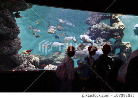 Photos of aquarium fish and children. Children on a field trip passed by quickly. I want you to take your time and watch the fish. Photos of aquarium fish and children. Children on a field trip passed by quickly. I want you to take your time and watch the fish. 107892885
