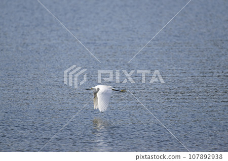 小白鷺 小白鷺 107892938