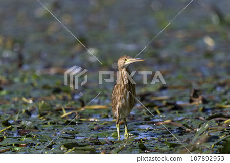 黃葦鳽 黃葦鳽 107892953
