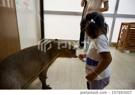 Image of a toddler feeding a capybara Image of a toddler feeding a capybara 107893007