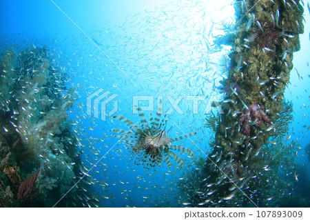 Lion Fish Lion Fish 107893009