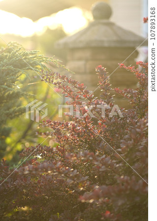 Cultivated ornamental plants in the morning in the garden in the sunlight 107893168
