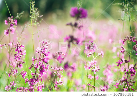 White daisies and pink herbs blossomed in the meadow. Ivan tea blooms among the forest on a sunny day in June.beautiful wildflowers background. summer nature. White daisies and pink herbs blossomed in the meadow. Ivan tea blooms among the forest on a sunny day in June.beautiful wildflowers background. summer nature. 107893191