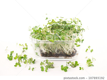 Healthy food concept, growing greenery, small business. Boxes with mustard microgreens, super food. Healthy food concept, growing greenery, small business. Boxes with mustard microgreens, super food. 107893192