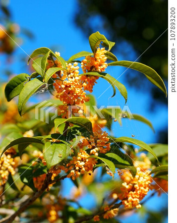 Autumn sky and Osmanthus (blue sky, green leaves, and orange flowers) Autumn sky and Osmanthus (blue sky, green leaves, and orange flowers) 107893200