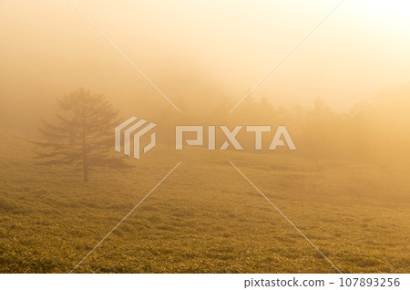 Fog morning Fog morning 107893256