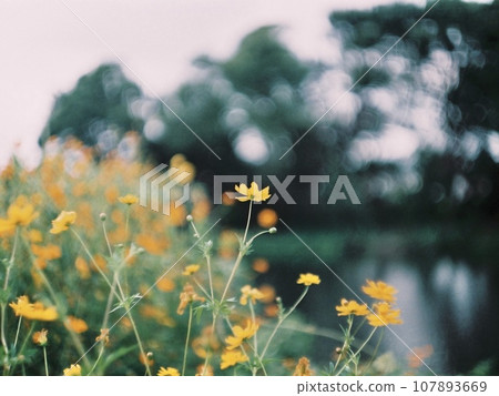 河邊盛開的薰衣草波斯菊 河邊盛開的薰衣草波斯菊 107893669