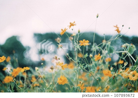 Yellow cosmos blooming in the cosmos field 107893672