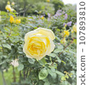 Yellow rose flower 107893810
