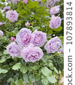 lilac rose 107893814