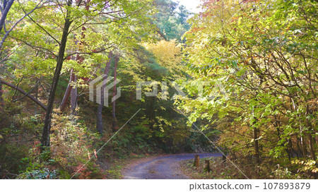 In autumn, the trees along the forest path begin to change color and shine in the sunlight. 107893879