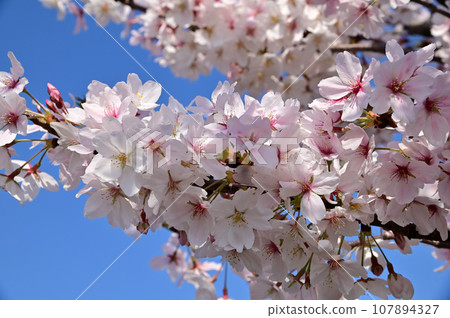 Saho River in spring, row of cherry blossom trees in full bloom Saho River in spring, row of cherry blossom trees in full bloom 107894327