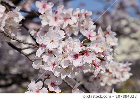 Saho River in spring, row of cherry blossom trees in full bloom Saho River in spring, row of cherry blossom trees in full bloom 107894328