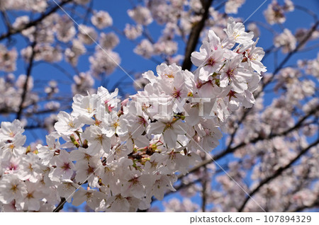 Saho River in spring, row of cherry blossom trees in full bloom 107894329