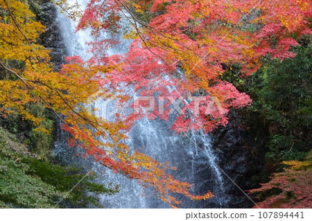 Autumn leaves become more vivid as they are surrounded by negative ions 107894441