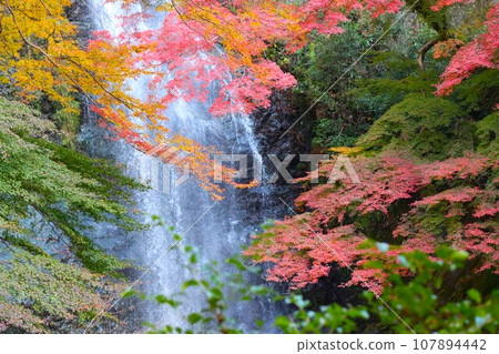 The sound of the waterfall that can be heard between the autumn leaves - 5 107894442
