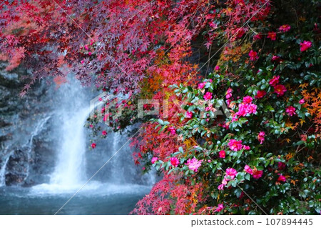 The sound of the waterfall can be heard between the autumn leaves - 2 The sound of the waterfall can be heard between the autumn leaves - 2 107894445