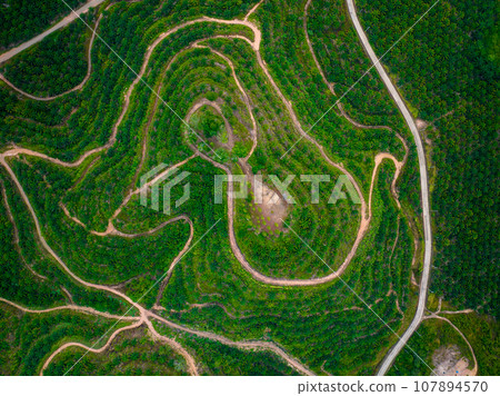 Row of palm tree plantation garden on high mountain in phang nga thailand, Aerial view drone high angle view road around the palm trees plantation Row of palm tree plantation garden on high mountain in phang nga thailand, Aerial view drone high angle view road around the palm trees plantation 107894570