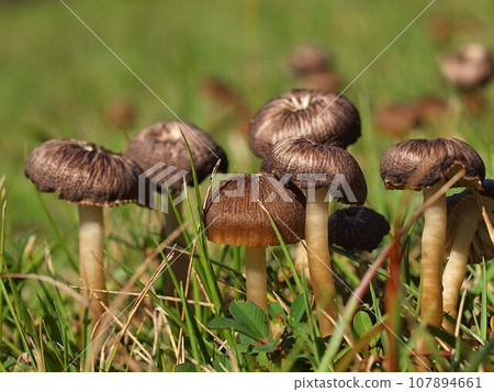 膜之笠的生態照片 107894661