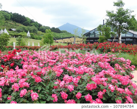 Ibaraki Flower Park Rose scenery with a view of Mt. Tsukuba Ibaraki Flower Park Rose scenery with a view of Mt. Tsukuba 107894784