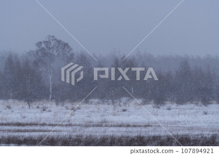 冬天的Odashirogahara 107894921